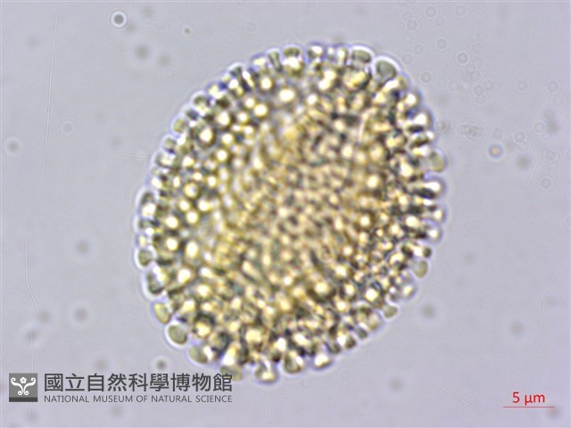 忍冬葉冬青藏品圖，第4張
