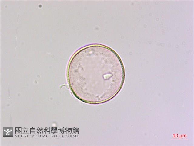 狹葉七葉一枝花、狹葉重樓藏品圖，第3張