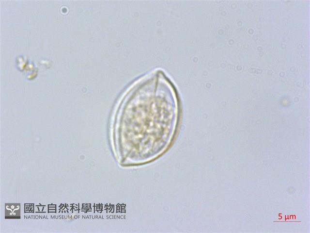 水絲麻藏品圖，第3張