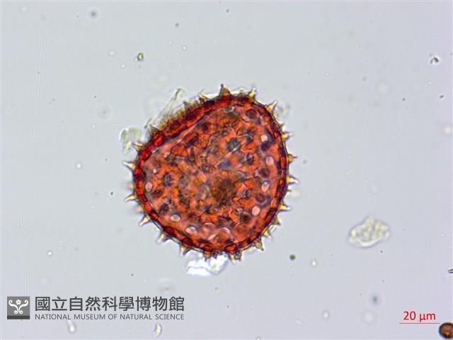 紅花野牽牛藏品圖，第4張