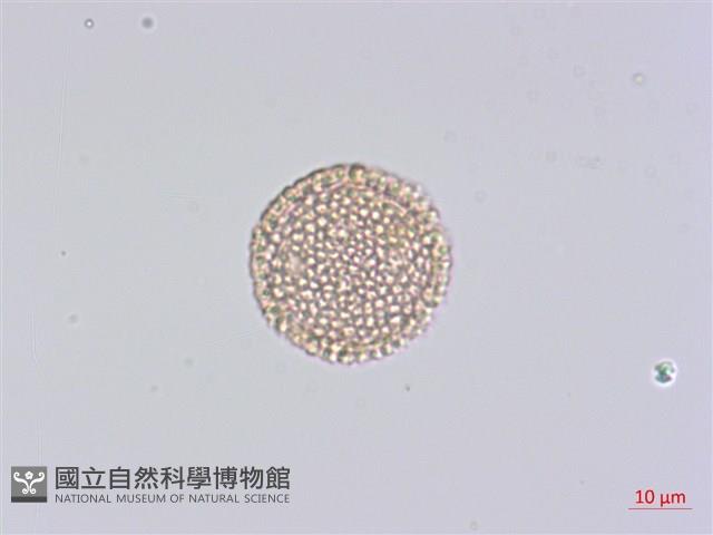 臺灣瑞香藏品圖，第3張