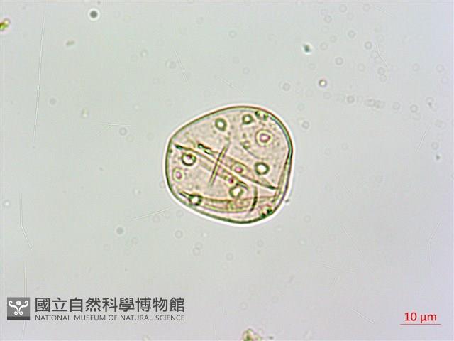 絡石藏品圖，第4張