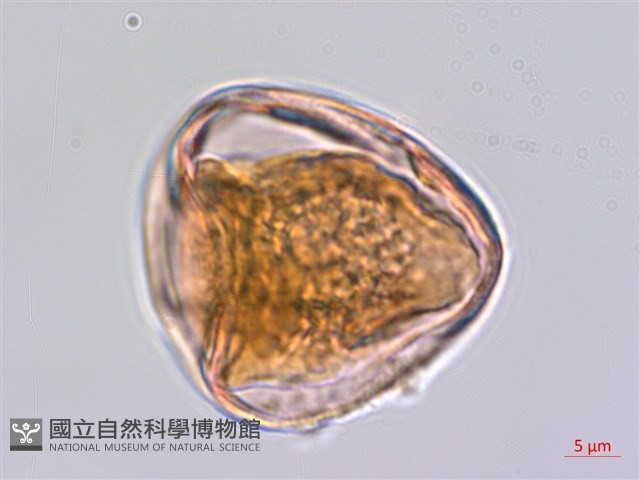 輪葉珍珠茅藏品圖，第3張