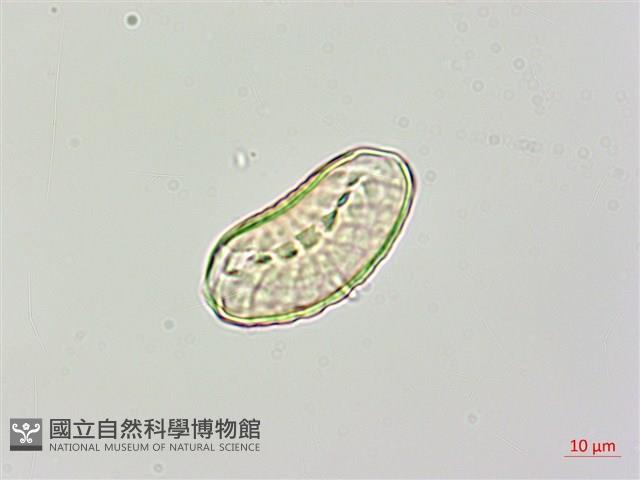 腎果小扁豆藏品圖，第3張