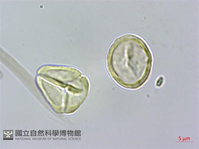 密脈赤楠藏品圖，第3張