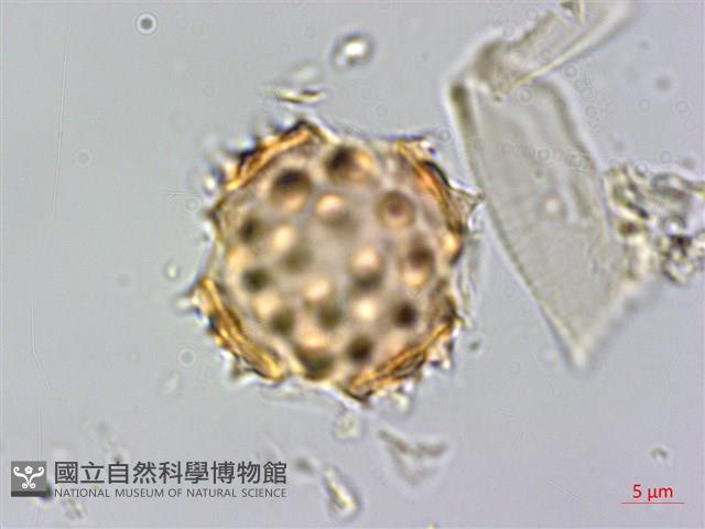 翼莖闊苞菊藏品圖，第4張