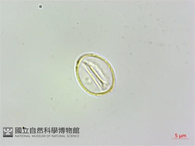 火燄桑葉麻藏品圖，第3張