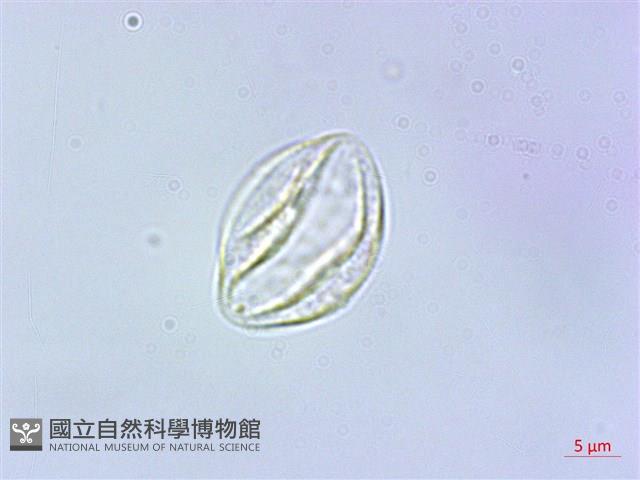 長梗紫麻藏品圖，第3張