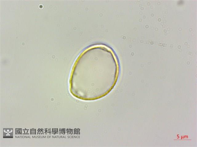 咬人狗藏品圖，第3張