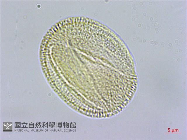 登錄號:S109584藏品圖，第3張