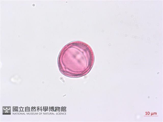 野鴉椿藏品圖，第4張