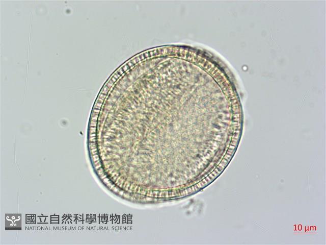 菜欒藤藏品圖，第4張