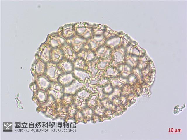 山百合、天香百合藏品圖，第3張