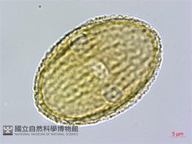 匍匐半插花藏品圖，第4張