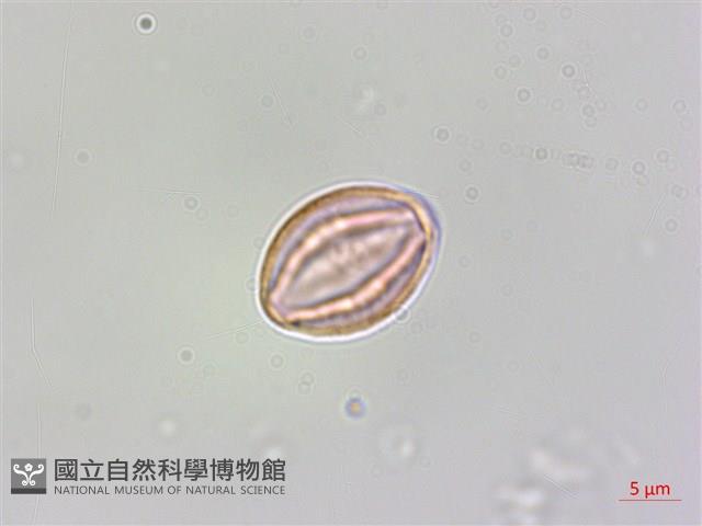 蘭嶼山柑藏品圖，第4張