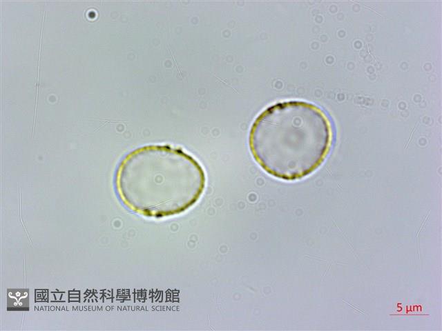 冷清草藏品圖，第3張