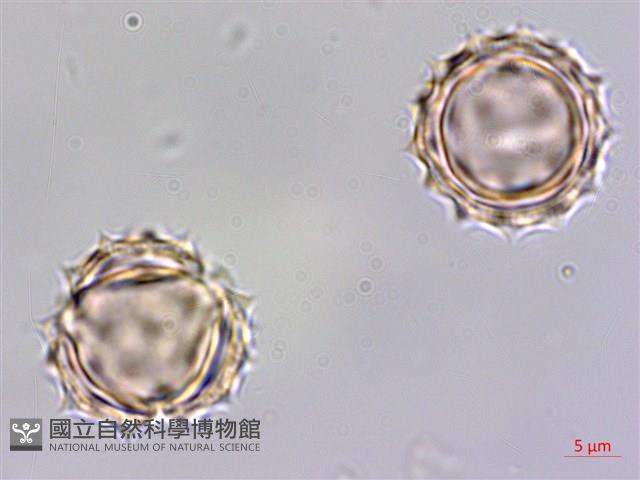 銀膠菊藏品圖，第4張