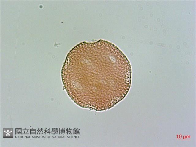 玉山石竹藏品圖，第3張