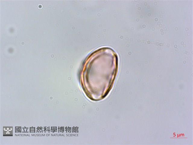 密脈赤楠藏品圖，第4張