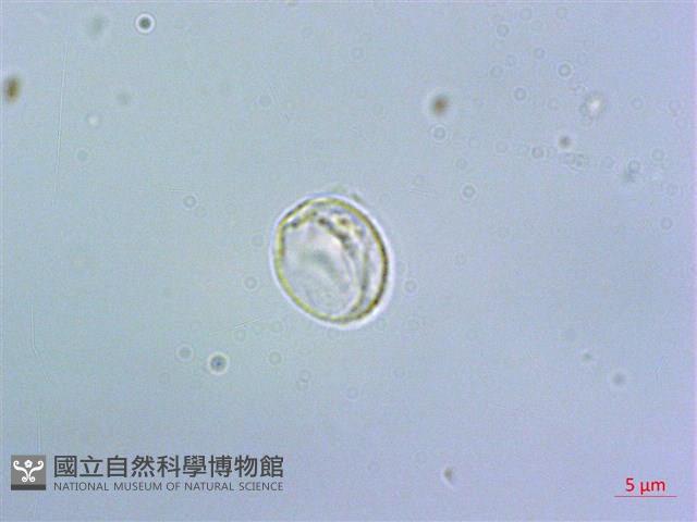 短角冷水麻藏品圖，第3張