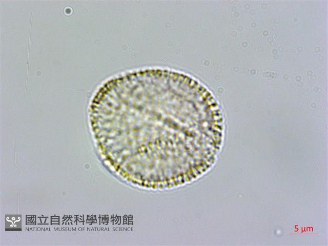 玉山筷子芥藏品圖，第3張