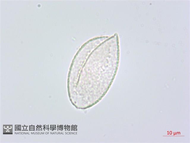 闊葉麥門冬藏品圖，第3張