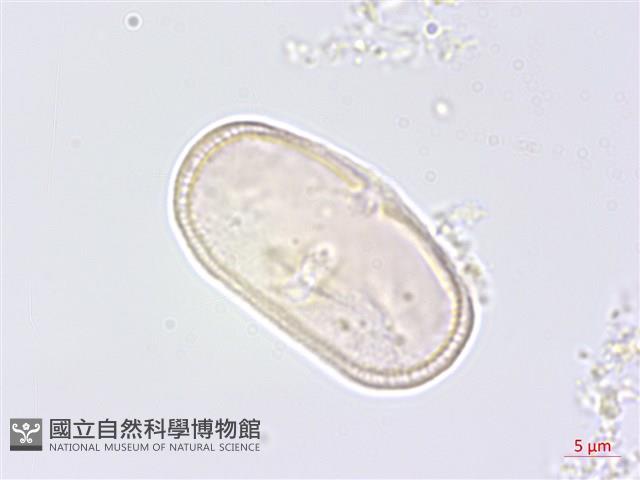 水芹菜藏品圖，第3張