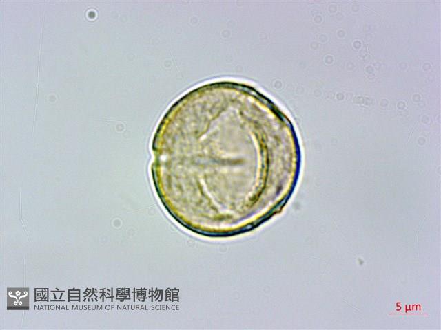 刺莓藏品圖，第3張