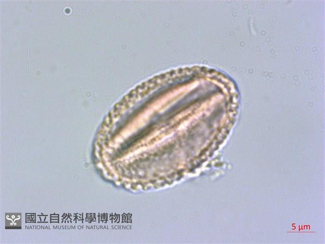 小花清風藤藏品圖，第3張