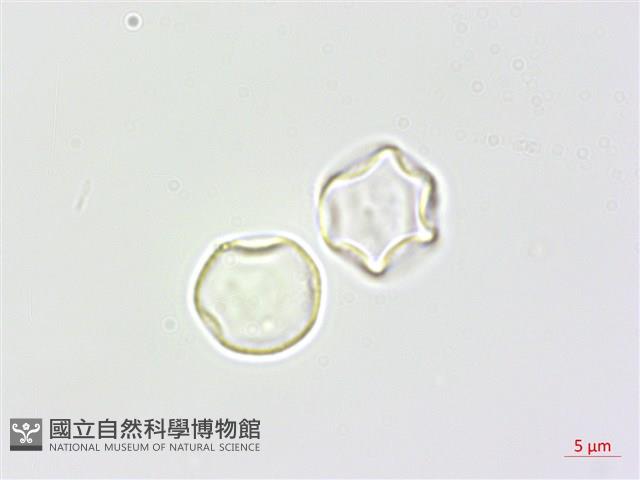 青苧麻藏品圖，第3張