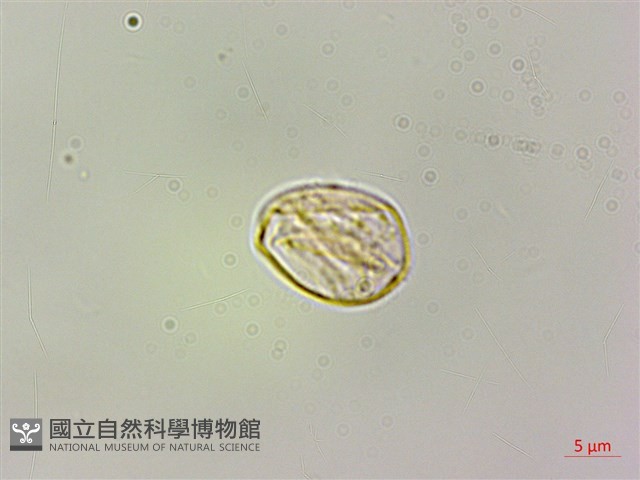 毛花點草藏品圖，第3張