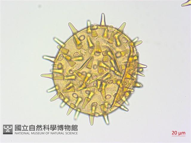 登錄號:S125579藏品圖，第3張