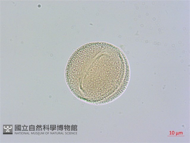 山菜豆藏品圖，第3張