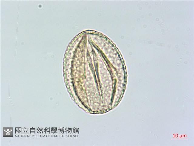 茅瓜藏品圖，第4張