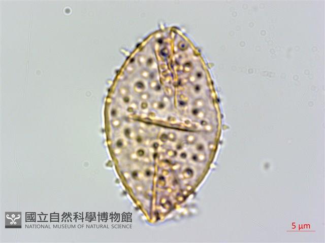 登錄號:S125708藏品圖，第3張