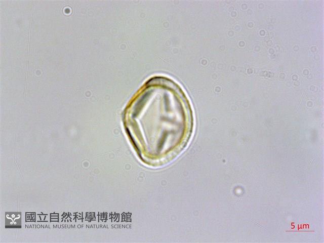 台灣佛甲草、石板菜藏品圖，第3張