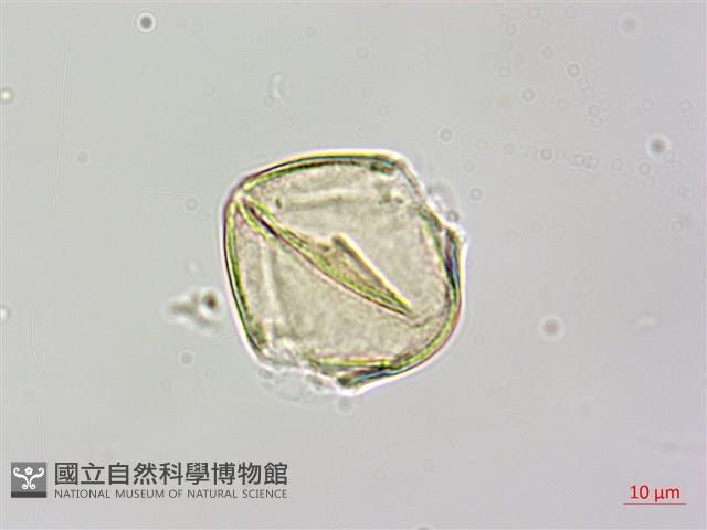 烏皮九芎、奮起湖野茉莉藏品圖，第3張