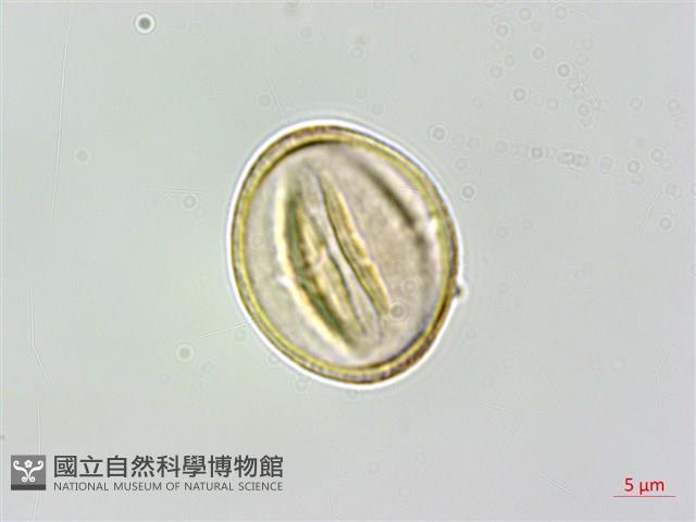 石月、橢圓葉石月藏品圖，第3張