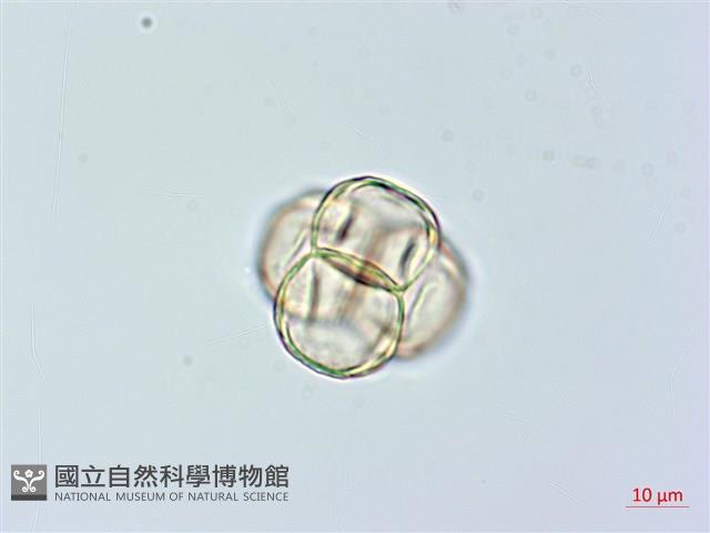 紅花鹿蹄草藏品圖，第3張