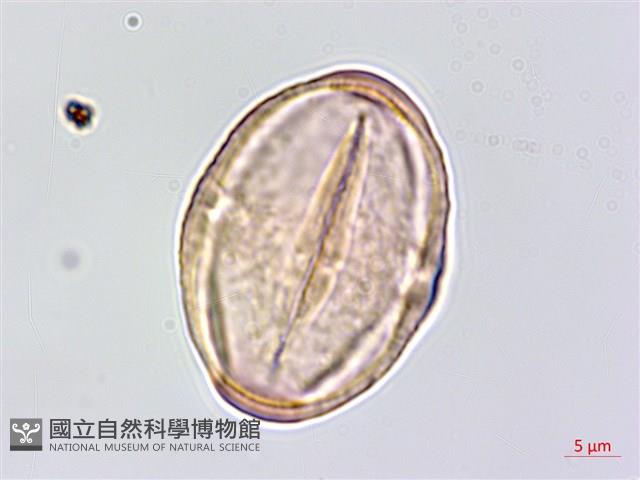 五葉山芹菜藏品圖，第3張