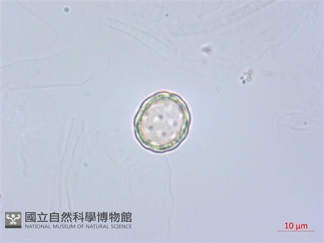 凹葉野莧菜藏品圖，第4張