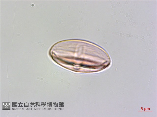 水鴨腳藏品圖，第4張