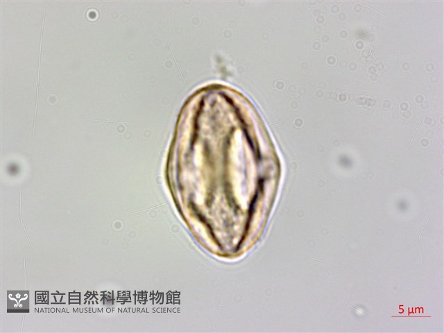 溪頭秋海棠藏品圖，第4張