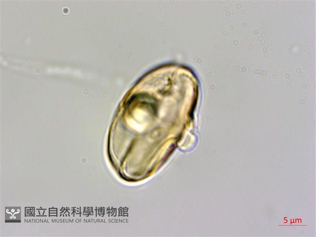 裂葉秋海棠藏品圖，第3張