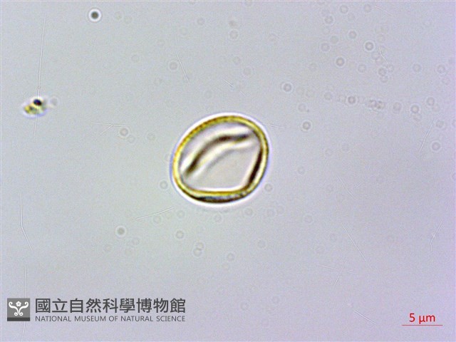 旋莢木、錐序蛛毛苣苔藏品圖，第3張