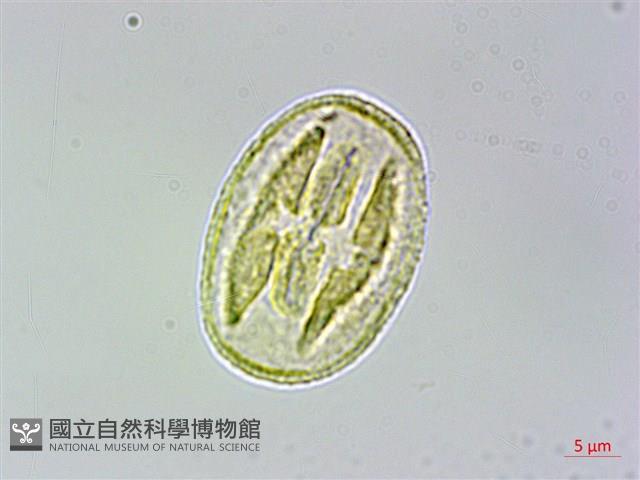 蘭嶼榿葉懸鉤子藏品圖，第3張