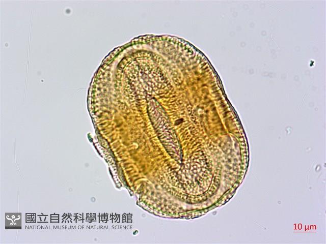 赤道櫻草藏品圖，第3張