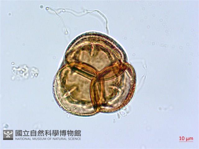 鹿角杜鵑、西施花、青紫木藏品圖，第4張