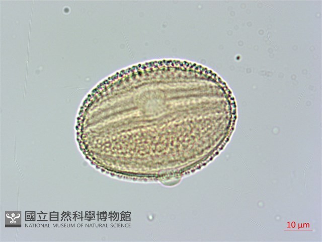 槍刀菜藏品圖，第4張