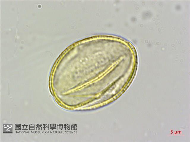 蘭嶼厚殼樹藏品圖，第4張